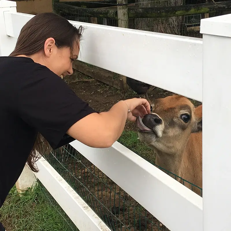 Inma tocando el morro a una vaca en una granja de Lancaster County